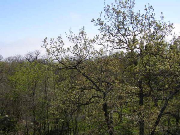 милютинский парк
